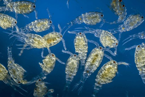 Zooplankton viewed under a microscope